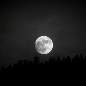 Forest Moon - Limited Edition of 100