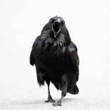 Lightness Series - Raven (Limited Edition 1 of 100) by Nick Clements