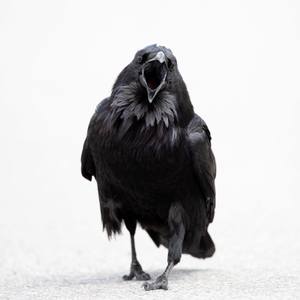 Lightness Series - Raven (Limited Edition 1 of 100)