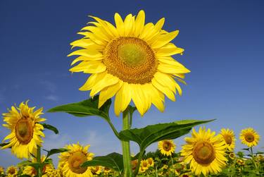 Print of Impressionism Floral Photography by Paolo Cacciapaglia