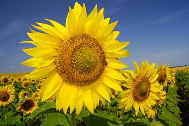 Print of Expressionism Floral Photography by Paolo Cacciapaglia