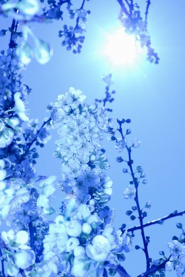 Blooms backlit with blue toning thumb