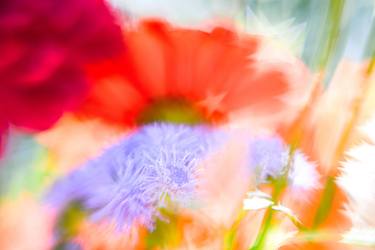 Original Abstract Floral Photography by Melissa Lohr