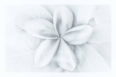 Print of Minimalism Floral Photography by Andre Andre