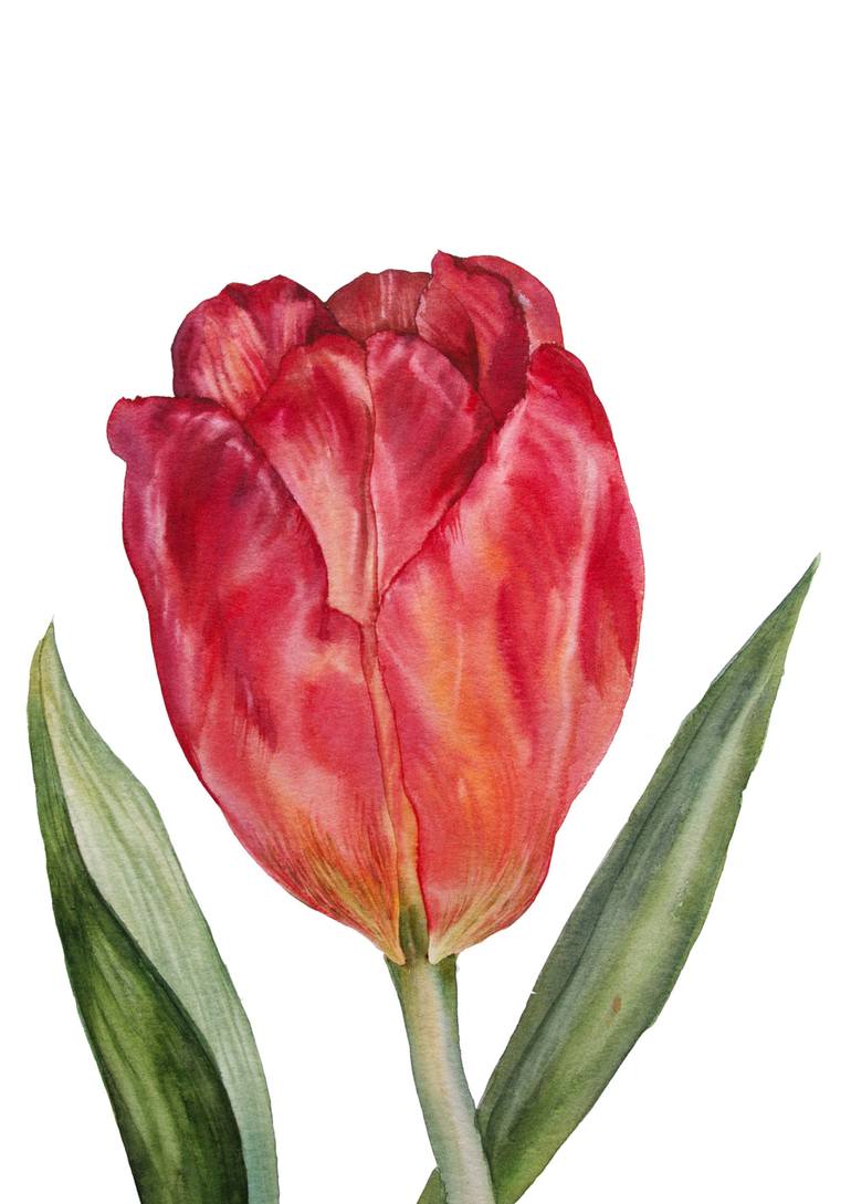 Red dutch tulip Painting by Masha Brzhezinskaya | Saatchi Art