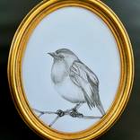 Chester the Robin by Margot Stinton