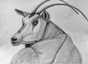 Scimitar-Horned Oryx thumb