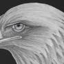 Decline and Fall of the Golden Eagle By Margot Stinton
Made with Palomino Blackwing Pearl and 602 pencils, on Bockingford 300gms watercolour Extra rough paper.
Inspired by the death of the last Golden Eagle in Wales UK this month.
Framed and ready to hang all supports supplied.
Original and unique artwork.
Certificate of authenticity supplied.