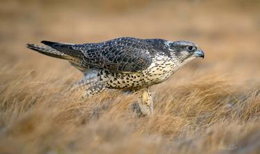 Gyrfalcon walking in the grass - Limited Edition of 10 thumb