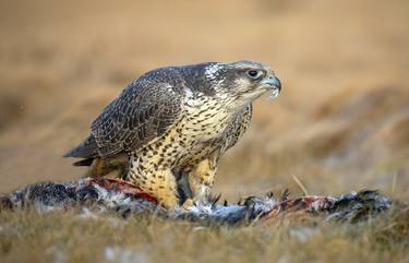 Gyrfalcon feasting on a young seagull - Limited Edition of 10 thumb