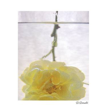 jaune fleur - immersed thumb