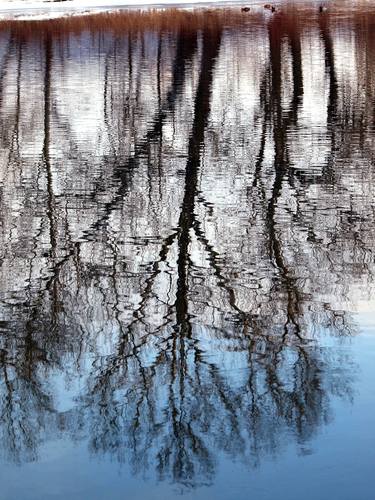 Print of Abstract Tree Photography by Peter Hardstone