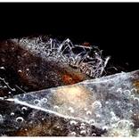 Collection Frozen Galaxies.