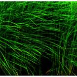 Collection Lemon grass in the wind