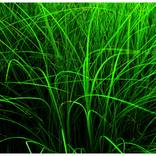 Collection Lemon grass in the wind