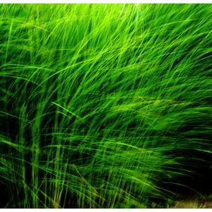 Collection Lemon grass in the wind