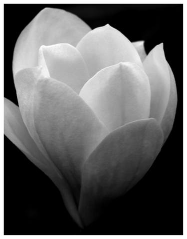 Magnolia Monochrome 1. Limited edition of 12+3 author's proof. 12 are available. thumb