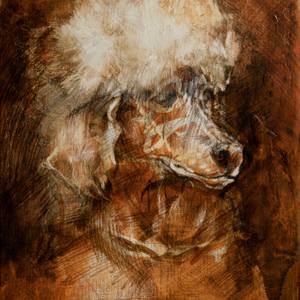 Nostalgic Poodle