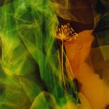 Midsummer Dream No.3 by Lorenza Panero