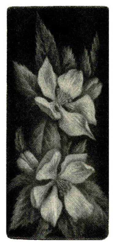 Original Realism Nature Printmaking by Erika Elkenrola