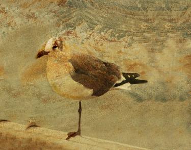 Print of Animal Paintings by lauren preller