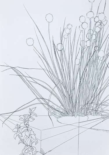 Original Contemporary Botanic Drawings by Olga Brereton