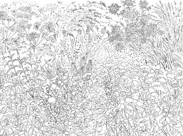 Print of Illustration Botanic Drawings by Olga Brereton