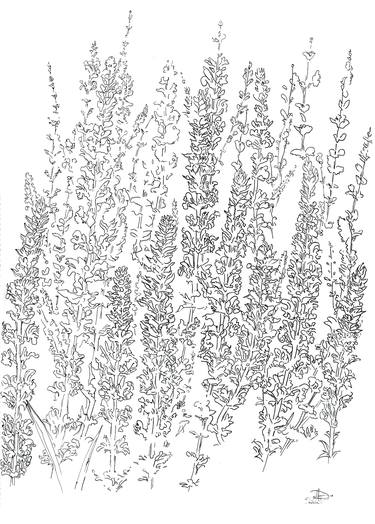 Print of Botanic Drawings by Olga Brereton