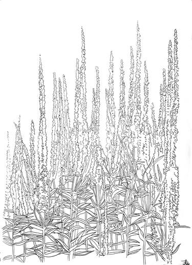 Original Illustration Botanic Drawings by Olga Brereton