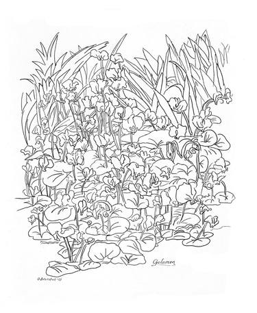 Original Botanic Drawings by Olga Brereton