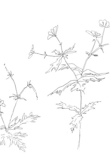 Original Botanic Drawings by Olga Brereton