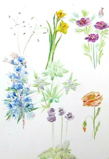 Original Illustration Botanic Paintings by Olga Brereton