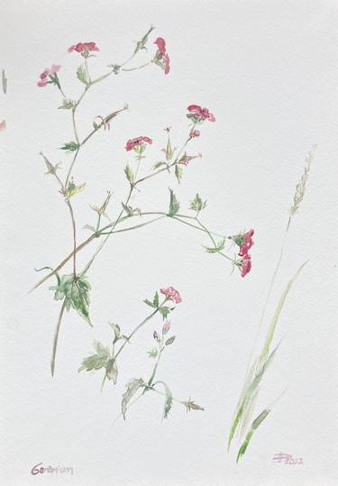 Original Botanic Paintings by Olga Brereton