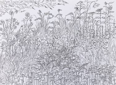 Original Botanic Drawings by Olga Brereton