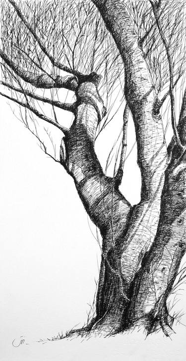 Original Tree Drawings by Sedigheh Zoghi