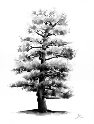 Original Fine Art Tree Drawings by Sedigheh Zoghi