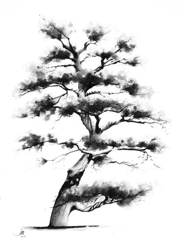 Original Fine Art Tree Drawings by Sedigheh Zoghi