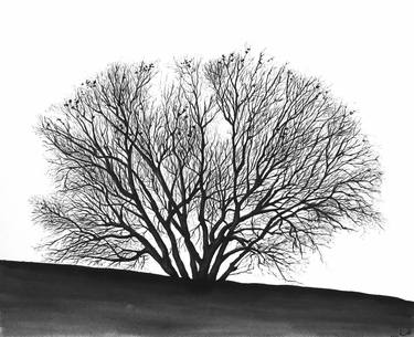 Print of Fine Art Tree Drawings by Sedigheh Zoghi