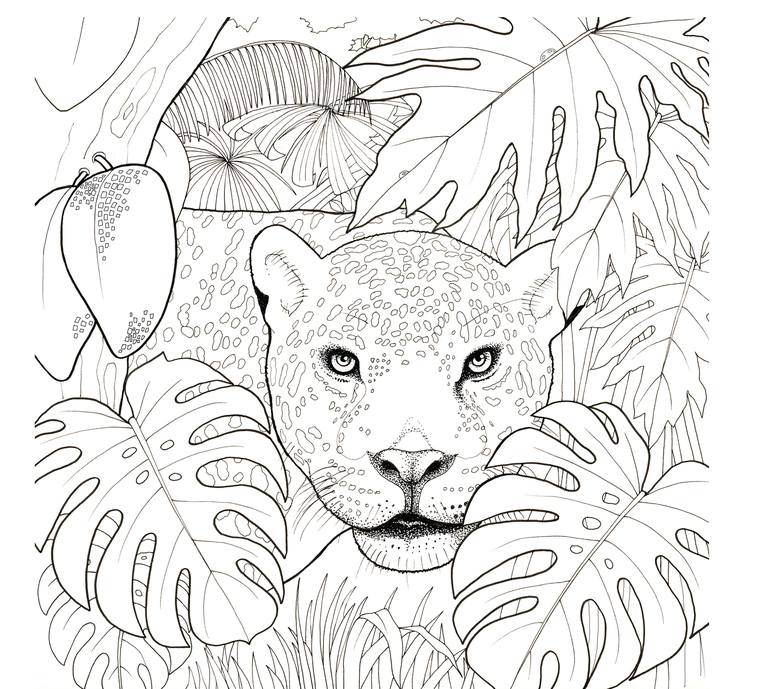 Jaguar Animal Drawing Face