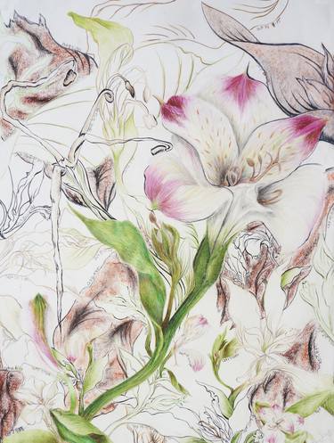 Print of Documentary Floral Drawings by Marissa Jones