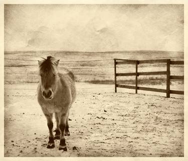 Print of Horse Photography by Marissa Jones