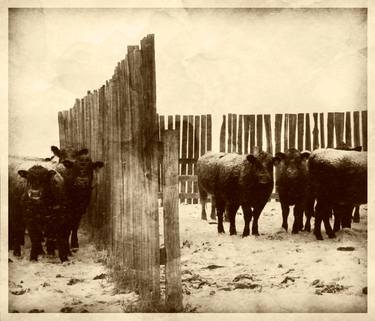 Print of Cows Photography by Marissa Jones