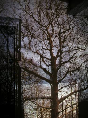 Beech Tree (detail) thumb