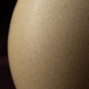 Beauty of Eggs