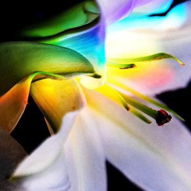 Prism Petals Lily no.3 thumb