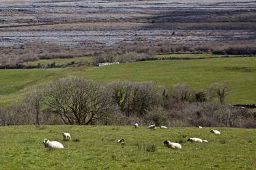 Sheep in the Burren - Limited Edition 1 of 7 thumb