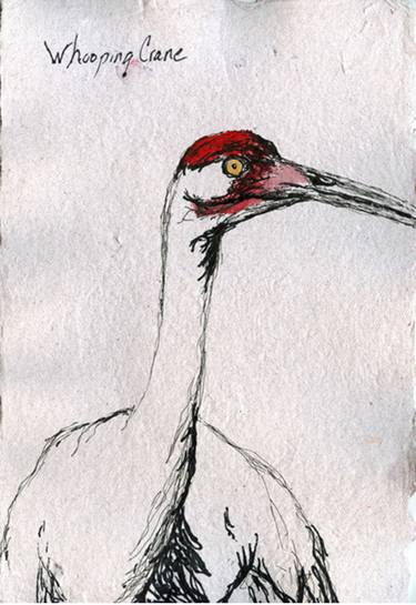 Endangered: Whooping Crane thumb