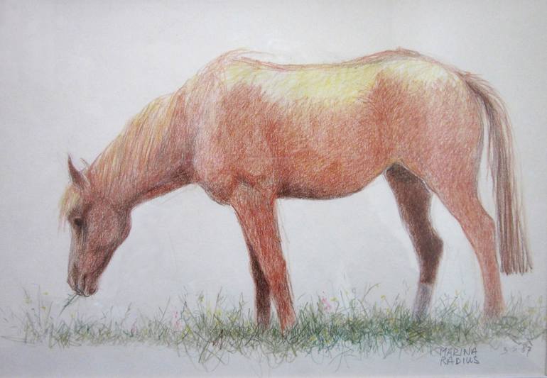 horse grazing drawing