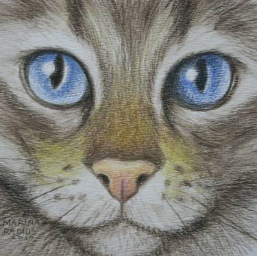 Cat's eyes blue thumb