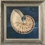 The Nautilus shell is an example of perfection with its beautiful shape and perfect spiral. I chose a dark blue for the background- and somehowe it turned out to be a night sky over the ocean, the Nautilus floating above it.....

Measurements are with frame.